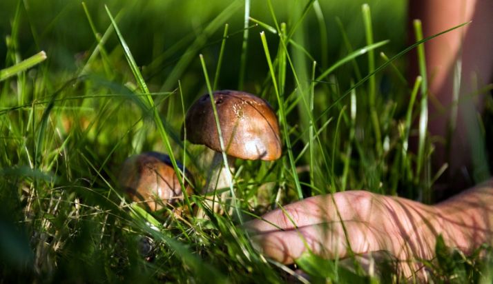 Soria propone adentrarse en el mundo de las setas con un curso de micología 