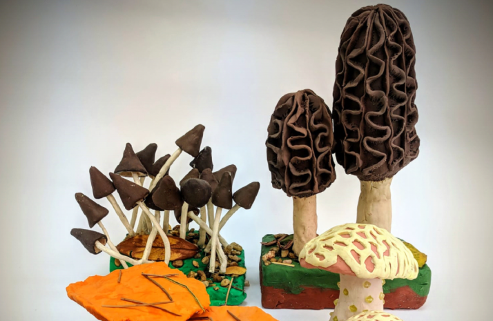 El IES Antonio Machado pone en marcha sus III Jornadas Micológicas