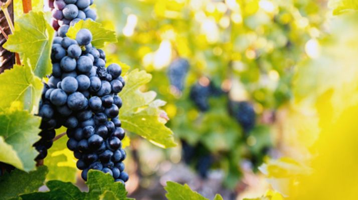 La vendimia culmina en CyL con la cifra histórica de 306,5 millones de kilos, un 25 % que la media de los últimos 5 años