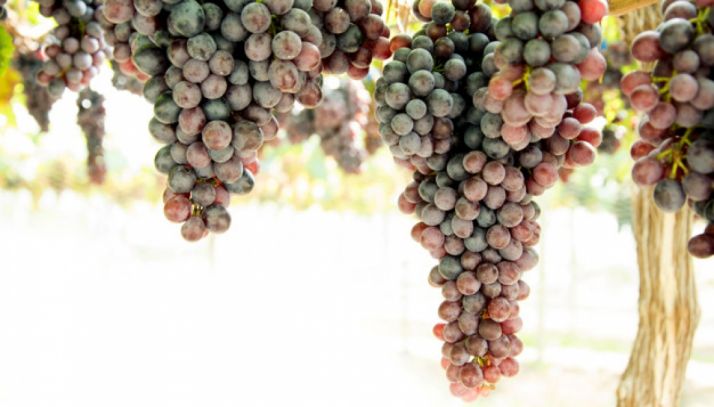 La Junta presenta más de 60 actividades de la Semana Europea del Enoturismo bajo la nueva imagen Rutas del Vino Castilla y León