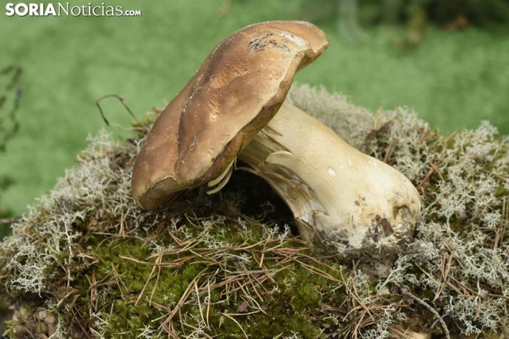 Este jueves arrancan las jornadas micológicas en Ágreda