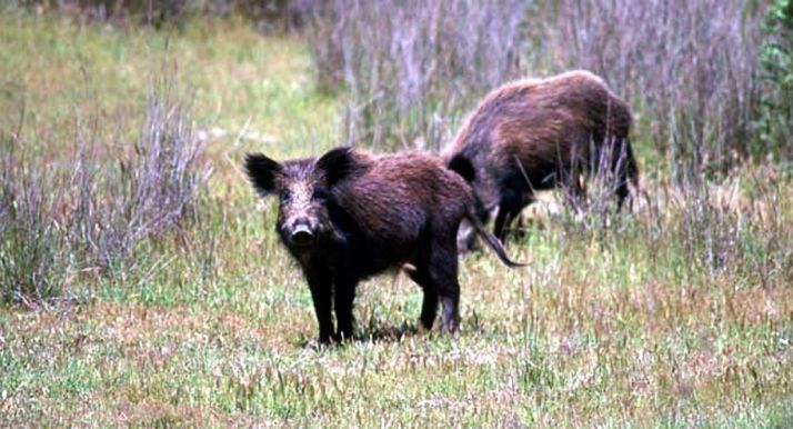 CyL lleva analizados 3.000 jabalíes ante la Peste Porcina Africana