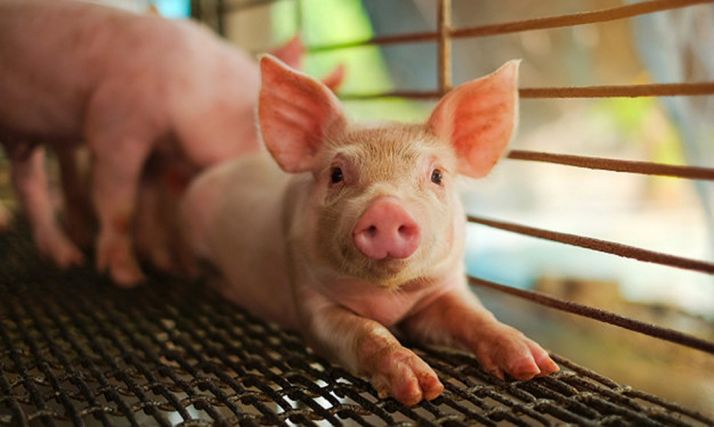 Solicitarán garantías medioambientales para las granjas de porcino en Cidones y Andaluz al Procurador del Común  