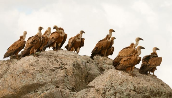 Life Scavengers contribuye a la mejora del hábitat alimenticio y el asentamiento de aves necrófagas en CyL