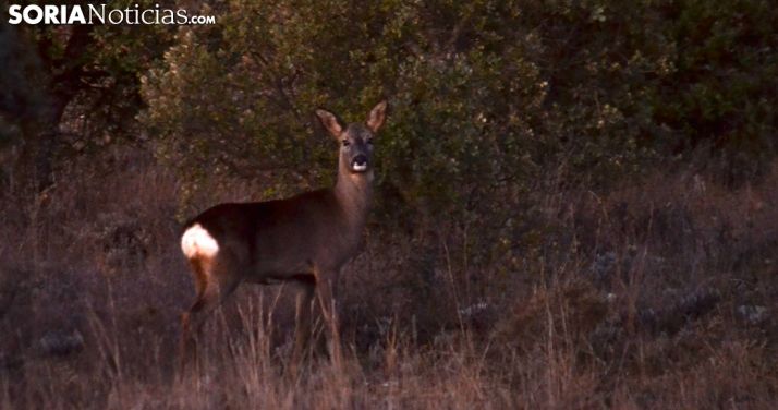 Imagen de un ejemplar de corza. /SN
