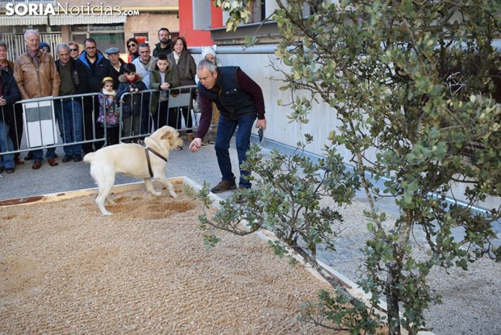 Mercatrufas de Soria.