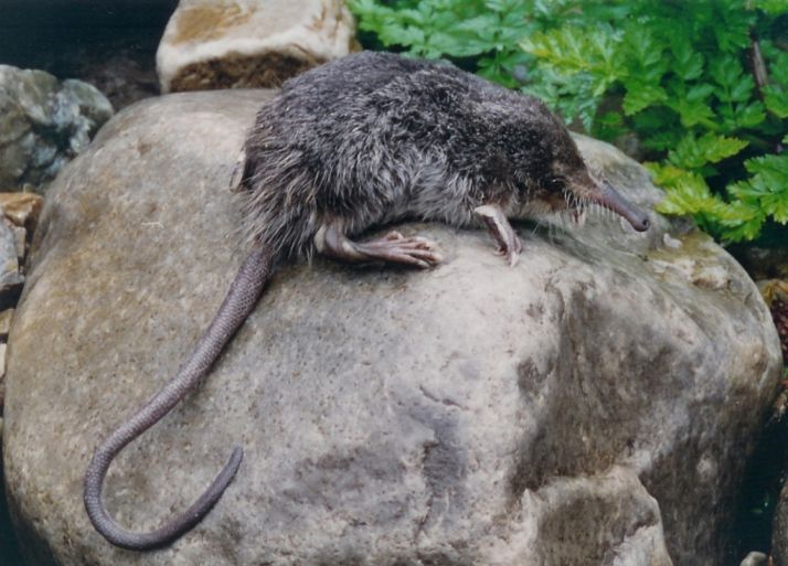 El proyecto Life+ Desmania constata la presencia del mamífero en casi 800 kilómetros de ríos