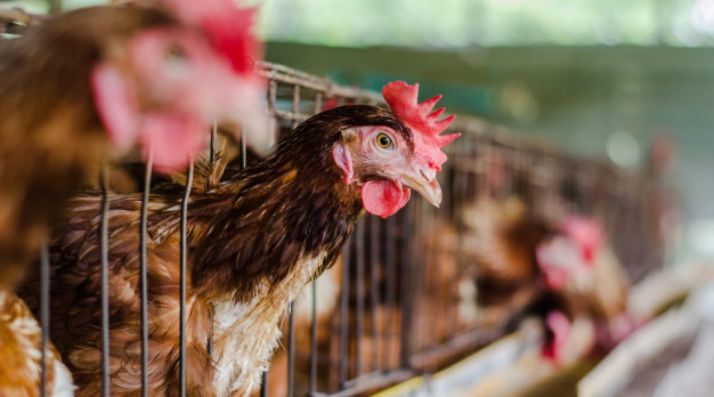 La Junta incrementa un 50% las ayudas para la vacunación frente a la salmonelosis en avicultura de puesta hasta los 300.000 €