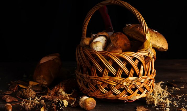 Diputación y Montes de Soria colaborarán para la regulación micológica en la provincial