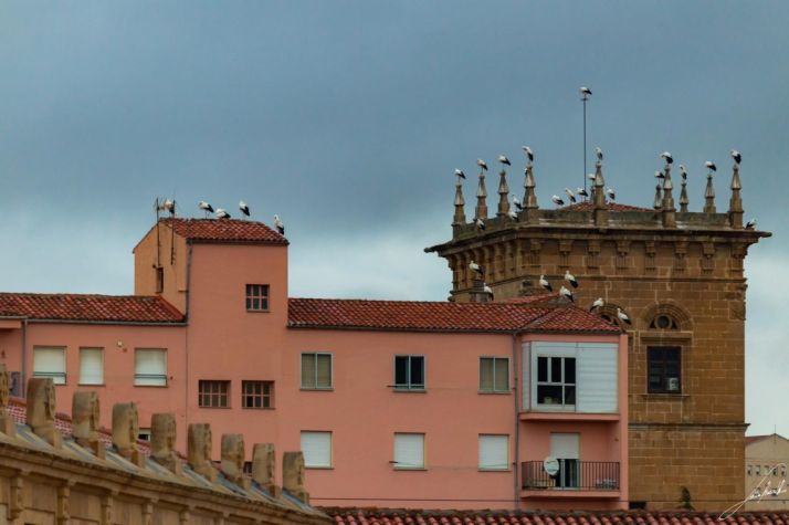 Las cigüeñas se quedan en Soria por Navidad