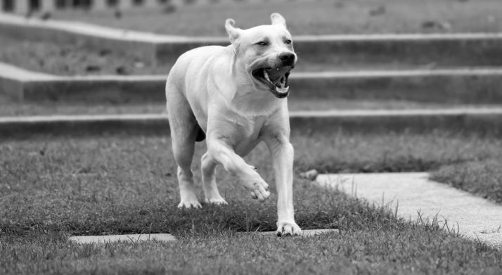 Una niña de tres años, trasladada a Valladolid tras sufrir mordeduras de un perro