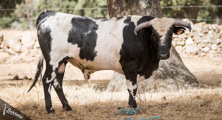 Un ejemplar de la ganadería. /J. Barrera