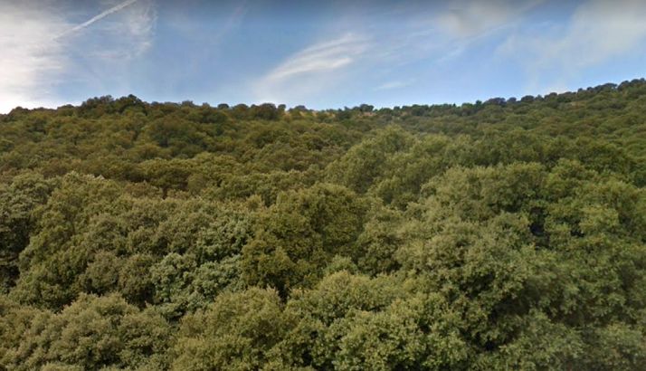 Encinar en la Sierra del Madero. /GM