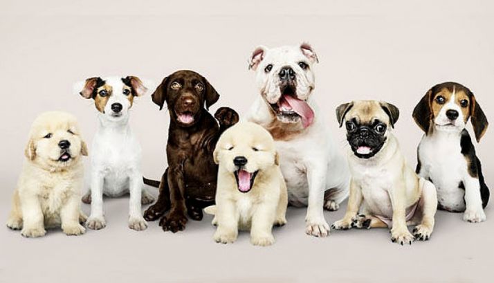 Soria Perruna pide en su carta a los Magos una ciudad limpia