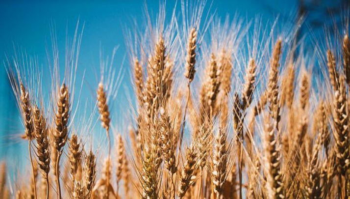 Espigas de trigo antes de la cosecha.