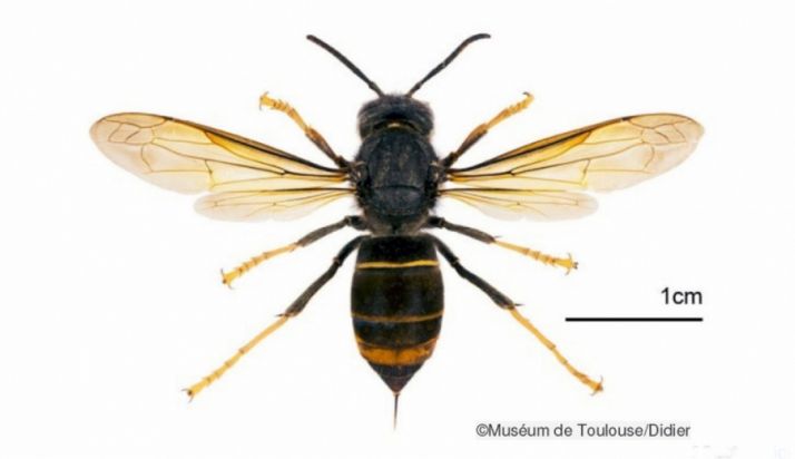 Detectan en Valladolid el primer caso de avispa asiática