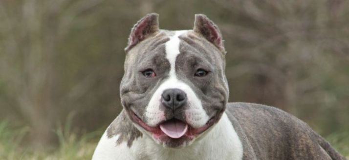 Este miércoles presta declaración el dueño de la perra que mordió a la niña en La Barriada