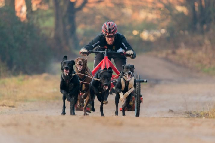 Jorge García, sobre su herramienta de trabajo y tirada por sus cánidos. 