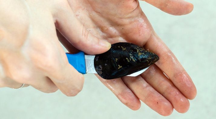 Un proyecto de la UVa reutiliza la concha del mejillón para depurar aguas residuales
