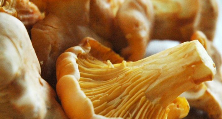 Los mejores alumnos de la prestigiosa facultad gastronómica Basque Culinary Center visitarán la factoría de Arotz en Navaleno