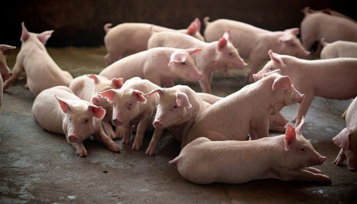 ASAJA, contraria a la decisión de inadmitir el inicio de evaluación medioambiental de la granja de Cidones