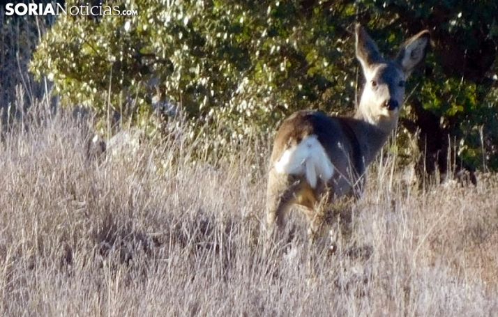 Un ejemplar de corzo en un monte soriano. /SN