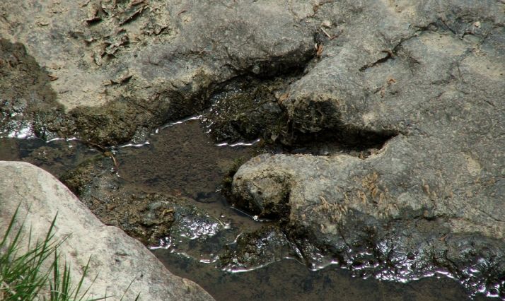 Una icnita de tridáctilo en Tierras Altas. 