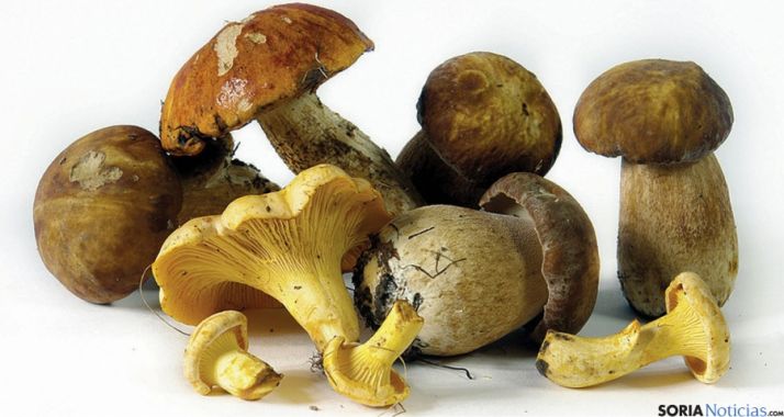 Investigadores de la Cátedra de Micología de la UVA lideran un proyecto para potenciar los hongos como recurso agroalimentario en Etiopía