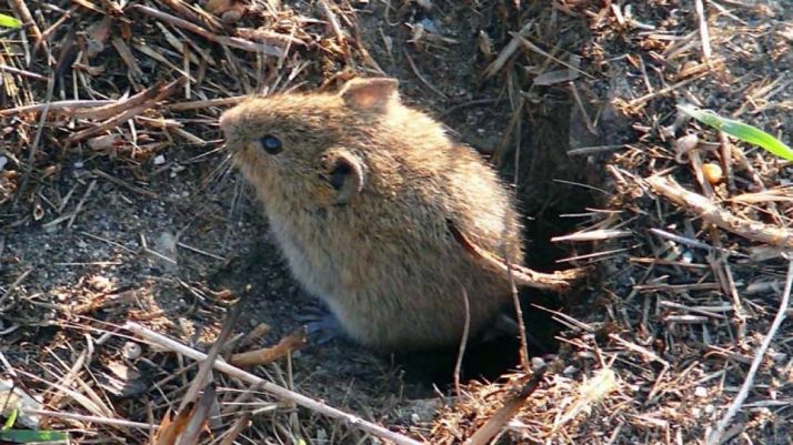 Detectan un repunte de topillos en cunetas, lindes y desagües  