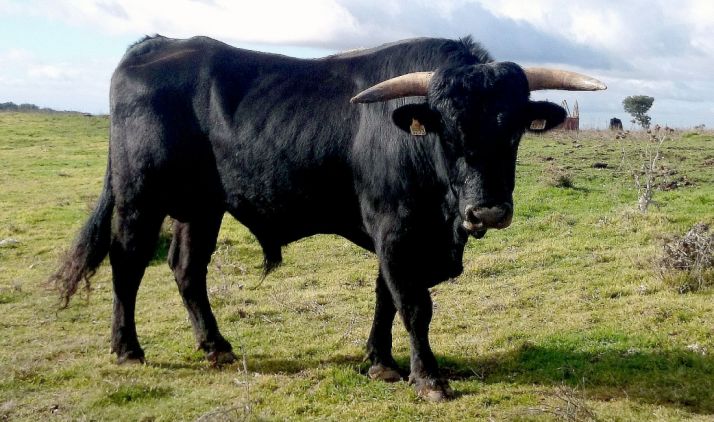 Un reporductor de Serrana Negra Soriana. /JMM