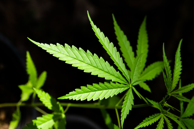 Cives Mundi se defiende y se desmarca de los  ocupas que utilizaron sus Huertos para plantar marihuana