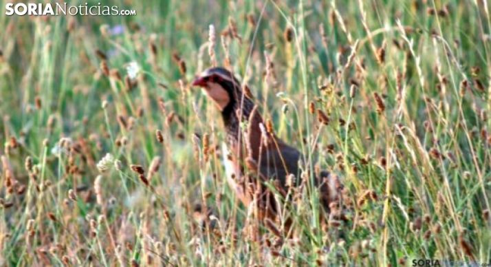 Una perdiz roja en un campo de la provincia. /SN