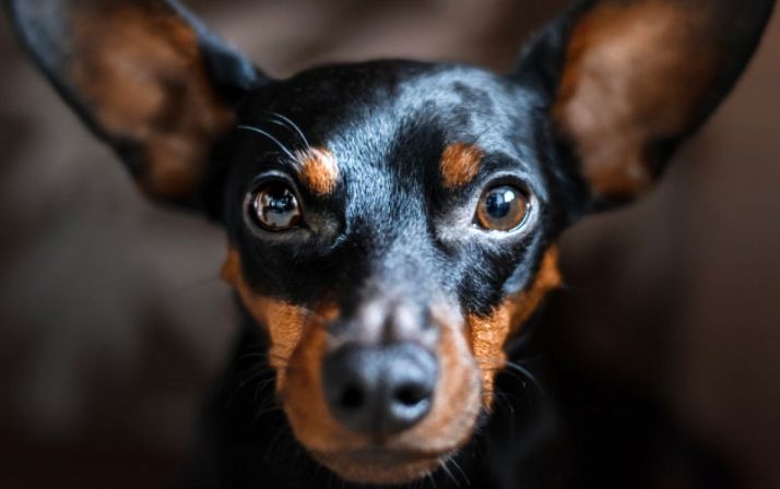 El colectivo Soria Perruna, defraudado con el Ayuntamiento