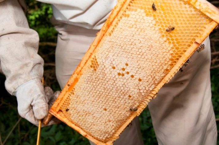 Primer plano de una colmena de abejas.