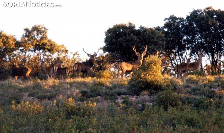 Salduero acoge el sábado la subasta de ciervos y corzos de la Reserva Regional de Caza de Urbión