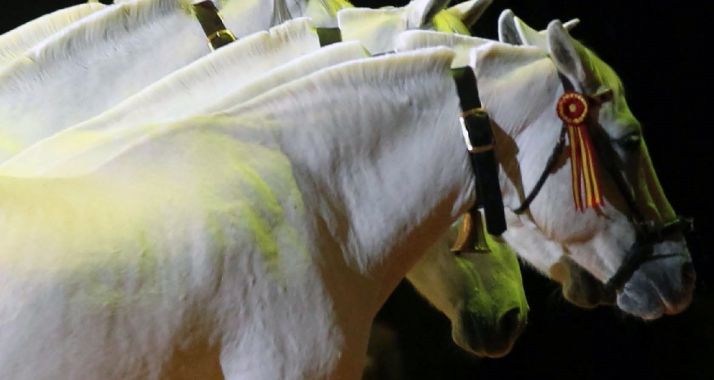 El viernes abre en el Machado la muestra sobre la cría caballar de las Fuerzas Armadas