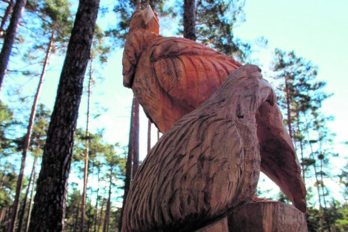 Ruta entre pinos, de Navaleno a Covaleda