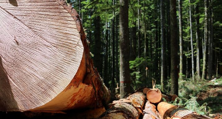 Soria, sede de un encuentro sobre gestión de fundaciones medioambientales y forestales 