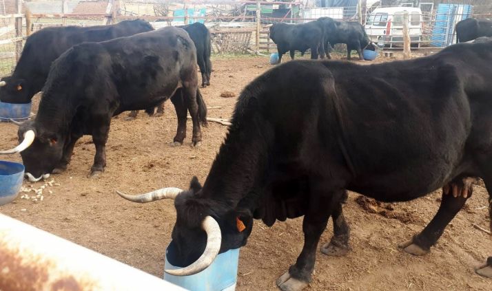 Diputación dictamina las ayudas para la trufa negra, la raza serrana y la experimentación agrícola