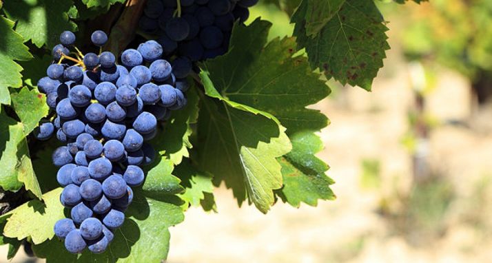 Se convocan las ayudas a reestructuración y reconversión de viñedo 