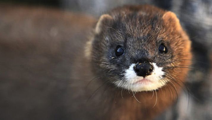 Un ejemplar de visón europeo. /FIEB