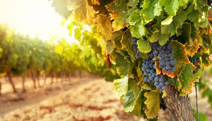 El enoturismo y el turismo cultural de Castilla y León se hacen hueco en la feria ITB de Berlín