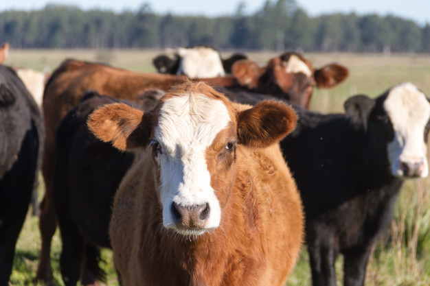 Se modifican las ayudas a la reposición de ganado ampliando el abanico de animales subvencionables	