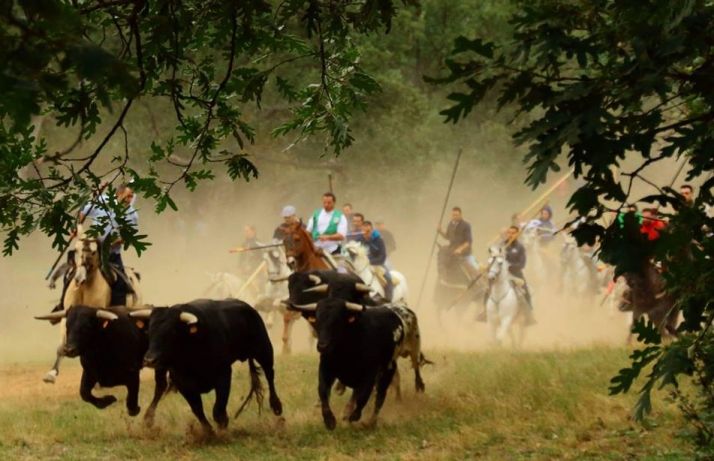 Nuevas ganaderías para el Jueves la Saca y el Viernes de Toros