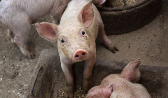 Las exportaciones de porcino de CyL crecieron más de un 20% en 2018