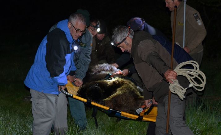 La Junta rescata un oso herido en León que ya se recupera Cantabria