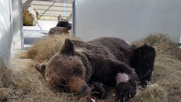 Muere el oso pardo hallado en León