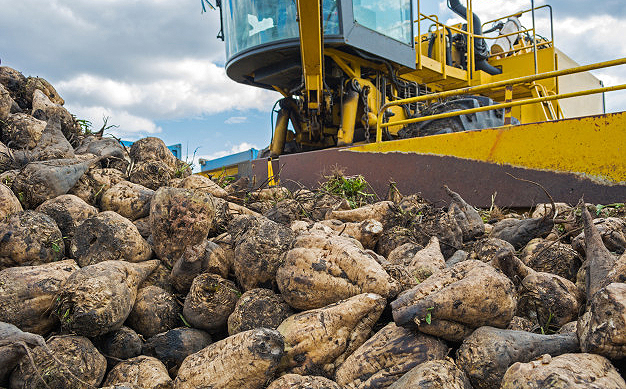 Labores de carga de remolacha en una factoría transformadora. 
