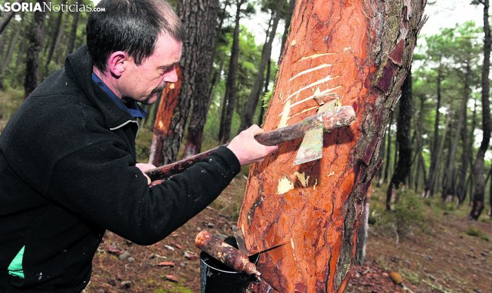 Un resinero en un pinar cercano a Almazán. /SN