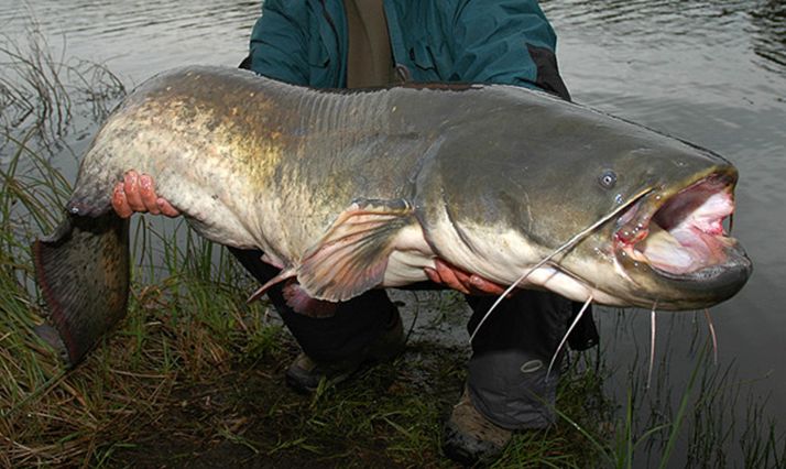 Un ejemplar de siluro.
